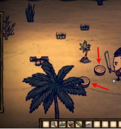 饥荒海滩中椰子怎么打开?饥荒怎么打开椰子?