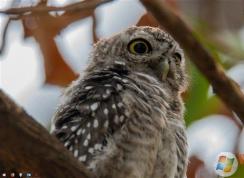 Win10 1803���¸�����������ʧ���޸�����