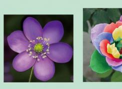 Photoshop���������ɰ湤����ô�ã�ps���������ɰ湤���÷�