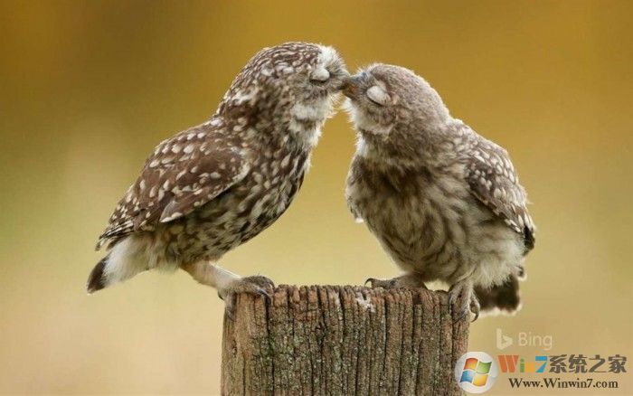 Win10又发布两款主题免费下载