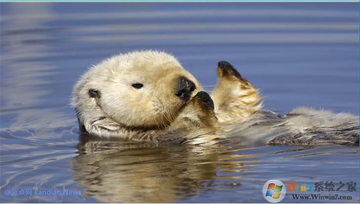 微软推出萌萌的水獭系列4K主题壁纸,用户可在应用商店下载