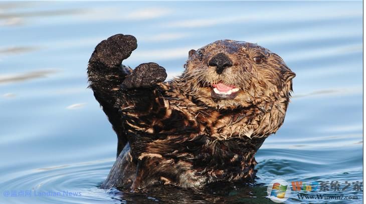 微软推出萌萌的水獭系列4K主题壁纸,用户可在应用商店下载