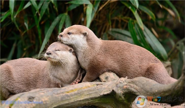 微软推出萌萌的水獭系列4K主题壁纸,用户可在应用商店下载