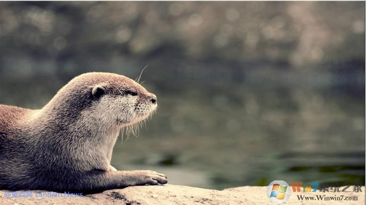 微软推出萌萌的水獭系列4K主题壁纸,用户可在应用商店下载