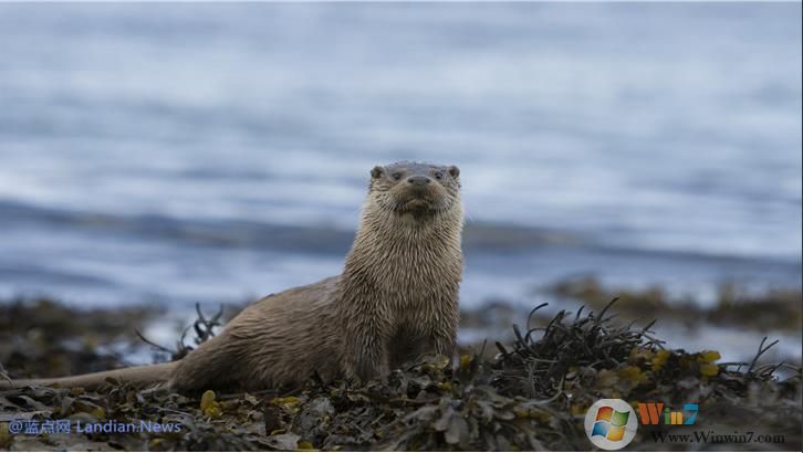 微软推出萌萌的水獭系列4K主题壁纸,用户可在应用商店下载