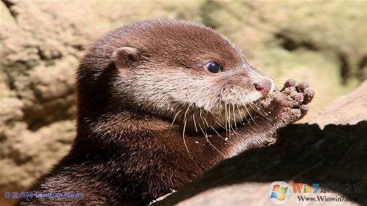 微软推出萌萌的水獭系列4K主题壁纸,用户可在应用商店下载