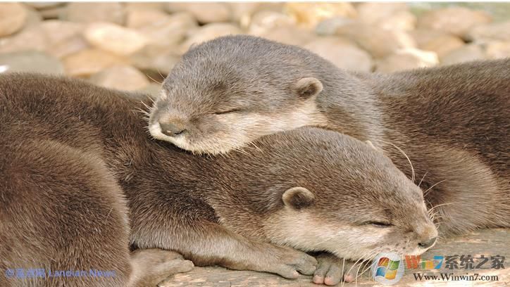 微软推出萌萌的水獭系列4K主题壁纸,用户可在应用商店下载