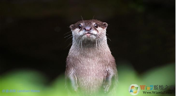 微软推出萌萌的水獭系列4K主题壁纸,用户可在应用商店下载