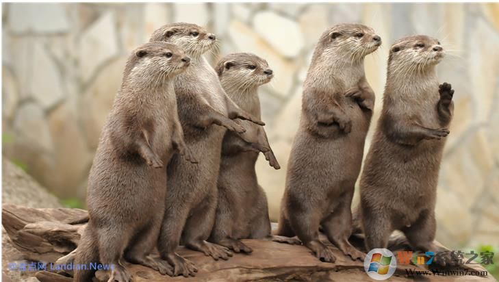 微软推出萌萌的水獭系列4K主题壁纸,用户可在应用商店下载