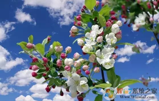 ps色彩范围怎么用?教你PS使用色彩范围来抠图的方法