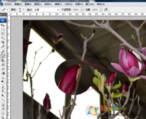 ps局部放大怎么调?PS放大局部位置的操作方法(含快捷键)