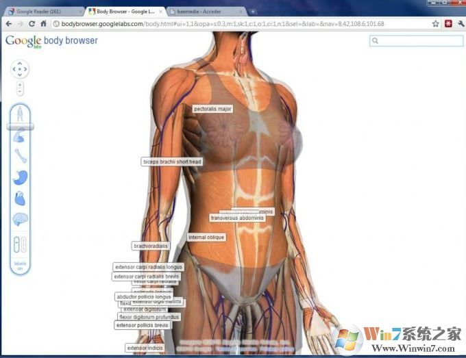 Google人体浏览器下载_Google人体浏览器v60.0(人体模型3D浏览器)