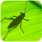 Grasshopper����_grasshopper for rhino5���İ�
