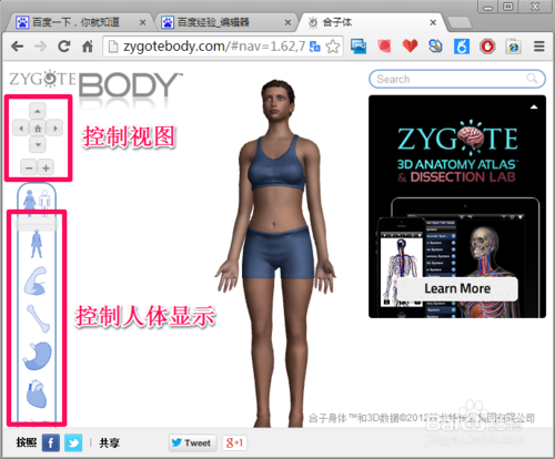 �ȸ��������������_Google���������(Zygote Body)��ɫ��