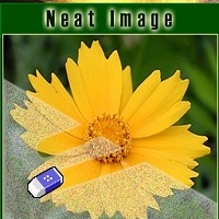 neat image�˾�����_neat imageĥƤ�˾�������