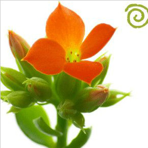 Kettle���ݿ�����