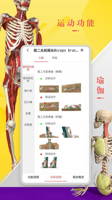 3Dbody解剖(3D人体模型)