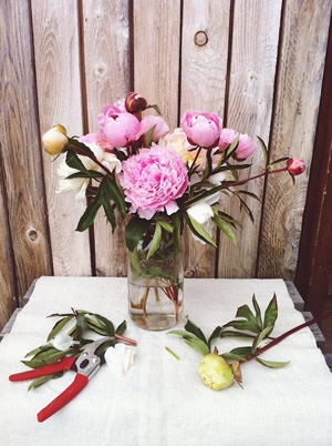 vsco中文版 vsco中文版