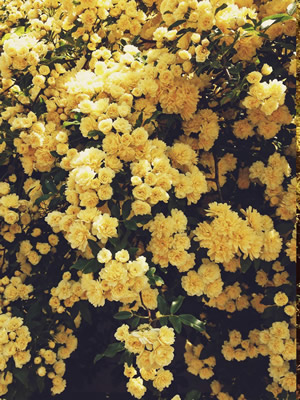 vsco中文版 vsco中文版