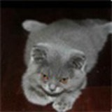 游戏翻译器APP v1.0.8安卓版