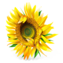 �Ϸ��Ű���רҵ����