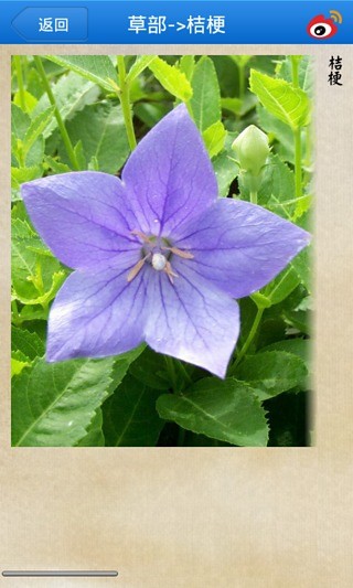 本草纲目图文版APP