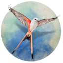 չ�᰿���������İ�