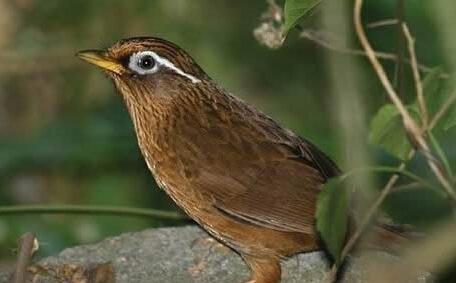 ��ü��(ĸ)�������MP3�������