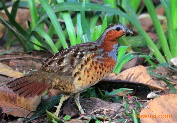 �񼦽���mp3(��һ������)