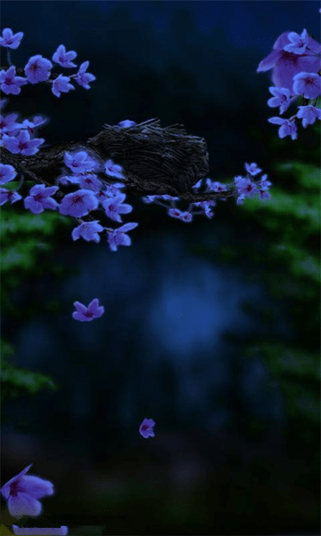 С�������̵�APP