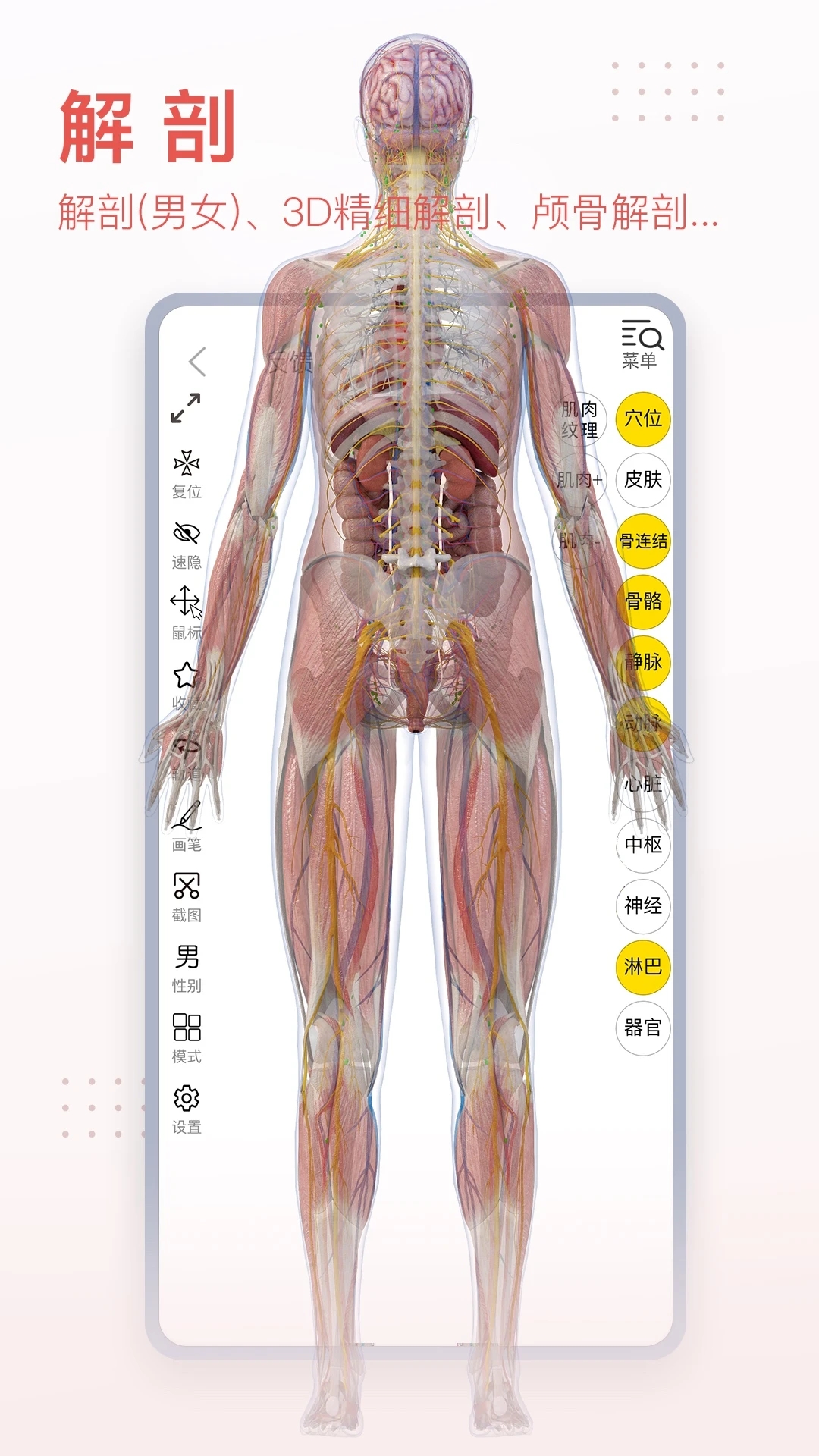 3Dbody�������
