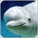 �׾�ģ�����ƽ��